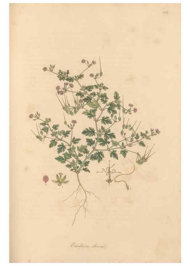 Reproducción/Reproduction 49557989937: Flora Graeca, sive, Plantarum rariorum historia, quas in provinciis aut insulis Graeciae /. Londini :Typis Richardi Taylor et socii, in Vico Shoe-Lane :MDCCCVI-MDCCCXL [1806-1840].. 