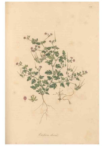Reproducción/Reproduction 49557989937: Flora Graeca, sive, Plantarum rariorum historia, quas in provinciis aut insulis Graeciae /. Londini :Typis Richardi Taylor et socii, in Vico Shoe-Lane :MDCCCVI-MDCCCXL [1806-1840].. 