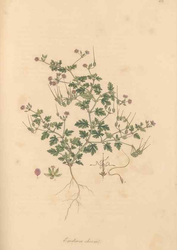 Reproducción/Reproduction 49557989937: Flora Graeca, sive, Plantarum rariorum historia, quas in provinciis aut insulis Graeciae /. Londini :Typis Richardi Taylor et socii, in Vico Shoe-Lane :MDCCCVI-MDCCCXL [1806-1840].. 