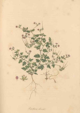 Reproducción/Reproduction 49557989937: Flora Graeca, sive, Plantarum rariorum historia, quas in provinciis aut insulis Graeciae /. Londini :Typis Richardi Taylor et socii, in Vico Shoe-Lane :MDCCCVI-MDCCCXL [1806-1840].. 