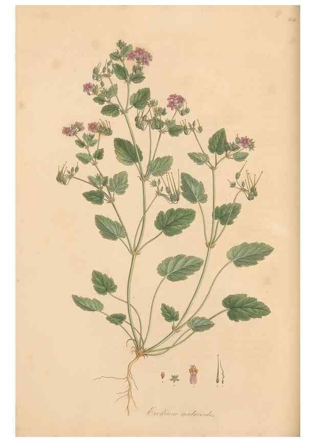 Reproducción/Reproduction 49557755486: Flora Graeca, sive, Plantarum rariorum historia, quas in provinciis aut insulis Graeciae /. Londini :Typis Richardi Taylor et socii, in Vico Shoe-Lane :MDCCCVI-MDCCCXL [1806-1840].. 