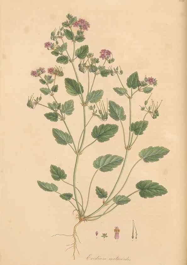 Reproducción/Reproduction 49557755486: Flora Graeca, sive, Plantarum rariorum historia, quas in provinciis aut insulis Graeciae /. Londini :Typis Richardi Taylor et socii, in Vico Shoe-Lane :MDCCCVI-MDCCCXL [1806-1840].. 