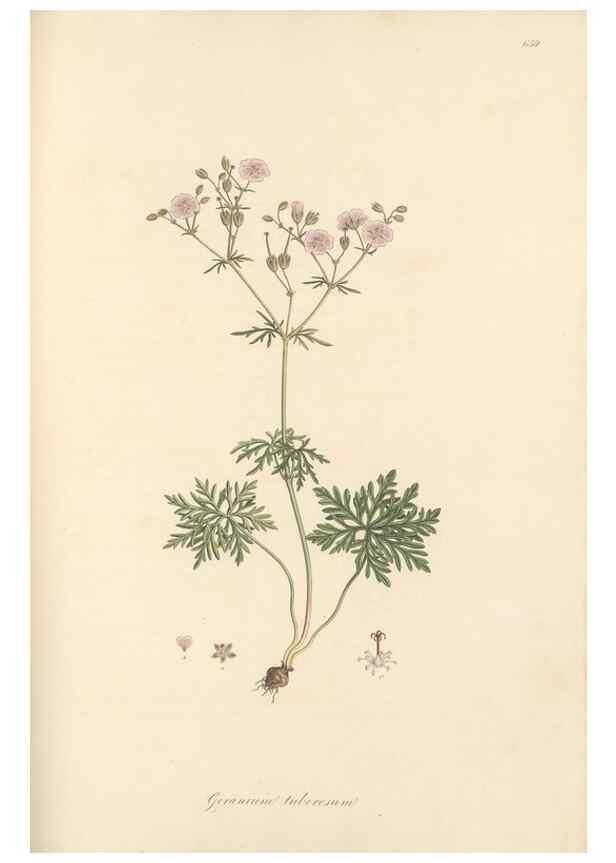 Reproducción/Reproduction 49557755916: Flora Graeca, sive, Plantarum rariorum historia, quas in provinciis aut insulis Graeciae /. Londini :Typis Richardi Taylor et socii, in Vico Shoe-Lane :MDCCCVI-MDCCCXL [1806-1840].. 