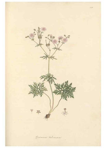 Reproducción/Reproduction 49557755916: Flora Graeca, sive, Plantarum rariorum historia, quas in provinciis aut insulis Graeciae /. Londini :Typis Richardi Taylor et socii, in Vico Shoe-Lane :MDCCCVI-MDCCCXL [1806-1840].. 