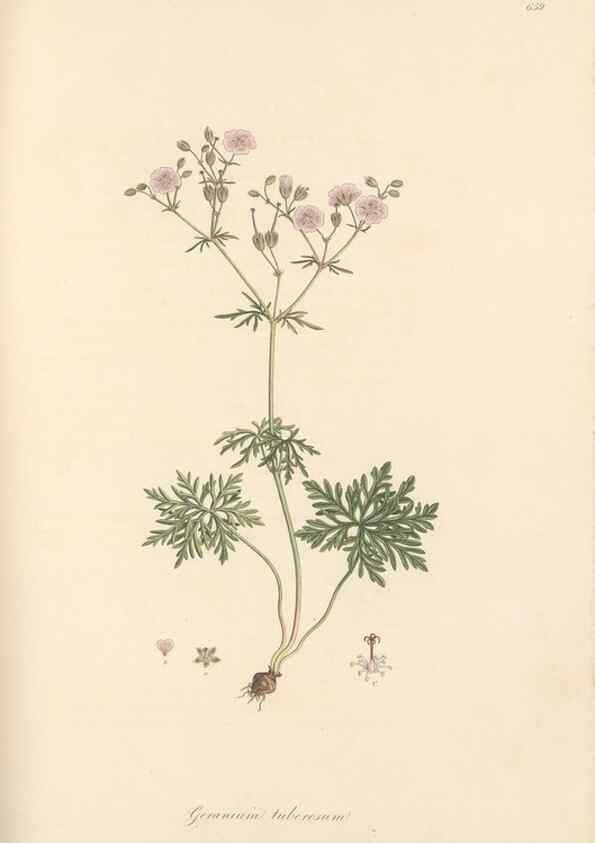 Reproducción/Reproduction 49557755916: Flora Graeca, sive, Plantarum rariorum historia, quas in provinciis aut insulis Graeciae /. Londini :Typis Richardi Taylor et socii, in Vico Shoe-Lane :MDCCCVI-MDCCCXL [1806-1840].. 