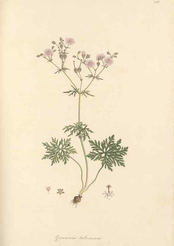 Reproducción/Reproduction 49557755916: Flora Graeca, sive, Plantarum rariorum historia, quas in provinciis aut insulis Graeciae /. Londini :Typis Richardi Taylor et socii, in Vico Shoe-Lane :MDCCCVI-MDCCCXL [1806-1840].. 