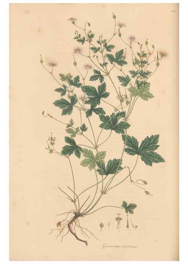 Reproducción/Reproduction 49557756156: Flora Graeca, sive, Plantarum rariorum historia, quas in provinciis aut insulis Graeciae /. Londini :Typis Richardi Taylor et socii, in Vico Shoe-Lane :MDCCCVI-MDCCCXL [1806-1840].. 