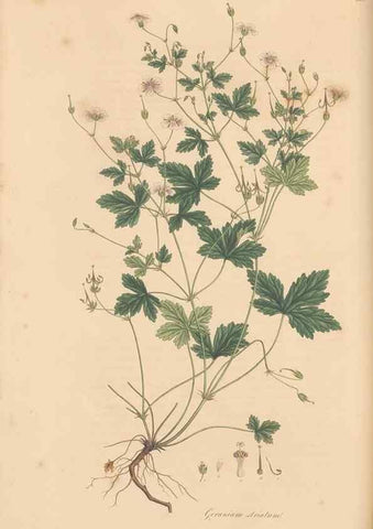 Reproducción/Reproduction 49557756156: Flora Graeca, sive, Plantarum rariorum historia, quas in provinciis aut insulis Graeciae /. Londini :Typis Richardi Taylor et socii, in Vico Shoe-Lane :MDCCCVI-MDCCCXL [1806-1840].. 