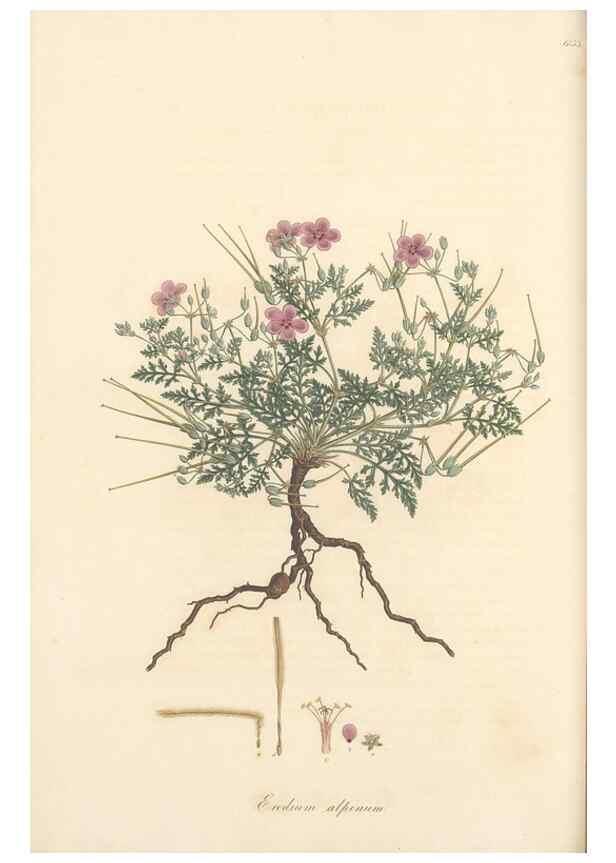 Reproducción/Reproduction 49557988597: Flora Graeca, sive, Plantarum rariorum historia, quas in provinciis aut insulis Graeciae /. Londini :Typis Richardi Taylor et socii, in Vico Shoe-Lane :MDCCCVI-MDCCCXL [1806-1840].. 