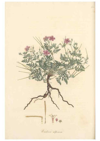 Reproducción/Reproduction 49557988597: Flora Graeca, sive, Plantarum rariorum historia, quas in provinciis aut insulis Graeciae /. Londini :Typis Richardi Taylor et socii, in Vico Shoe-Lane :MDCCCVI-MDCCCXL [1806-1840].. 