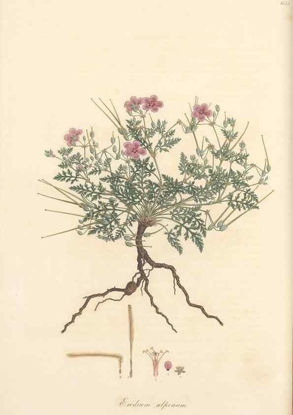 Reproducción/Reproduction 49557988597: Flora Graeca, sive, Plantarum rariorum historia, quas in provinciis aut insulis Graeciae /. Londini :Typis Richardi Taylor et socii, in Vico Shoe-Lane :MDCCCVI-MDCCCXL [1806-1840].. 
