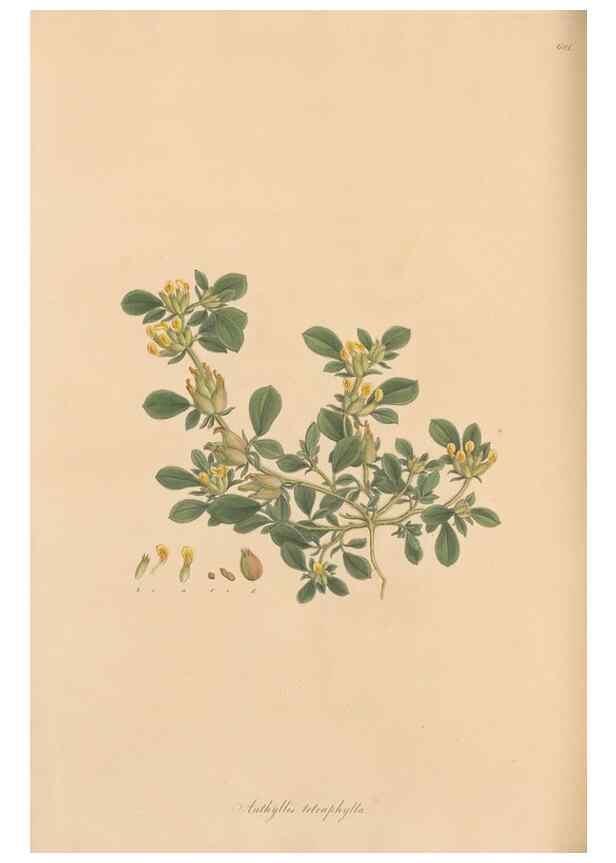 Reproducción/Reproduction 49557266328: Flora Graeca, sive, Plantarum rariorum historia, quas in provinciis aut insulis Graeciae /. Londini :Typis Richardi Taylor et socii, in Vico Shoe-Lane :MDCCCVI-MDCCCXL [1806-1840].. 