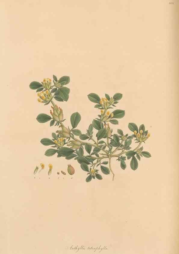 Reproducción/Reproduction 49557266328: Flora Graeca, sive, Plantarum rariorum historia, quas in provinciis aut insulis Graeciae /. Londini :Typis Richardi Taylor et socii, in Vico Shoe-Lane :MDCCCVI-MDCCCXL [1806-1840].. 