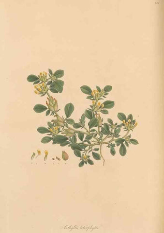 Reproducción/Reproduction 49557266328: Flora Graeca, sive, Plantarum rariorum historia, quas in provinciis aut insulis Graeciae /. Londini :Typis Richardi Taylor et socii, in Vico Shoe-Lane :MDCCCVI-MDCCCXL [1806-1840].. 