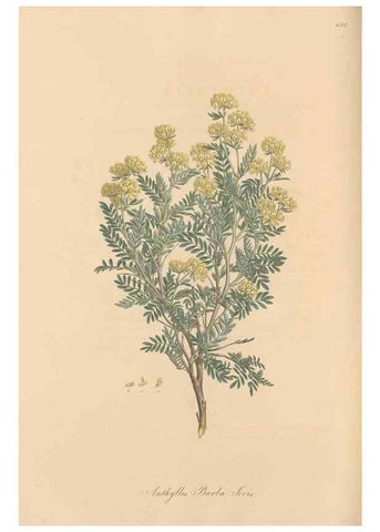 Reproducción/Reproduction 49557998247: Flora Graeca, sive, Plantarum rariorum historia, quas in provinciis aut insulis Graeciae /. Londini :Typis Richardi Taylor et socii, in Vico Shoe-Lane :MDCCCVI-MDCCCXL [1806-1840].. 