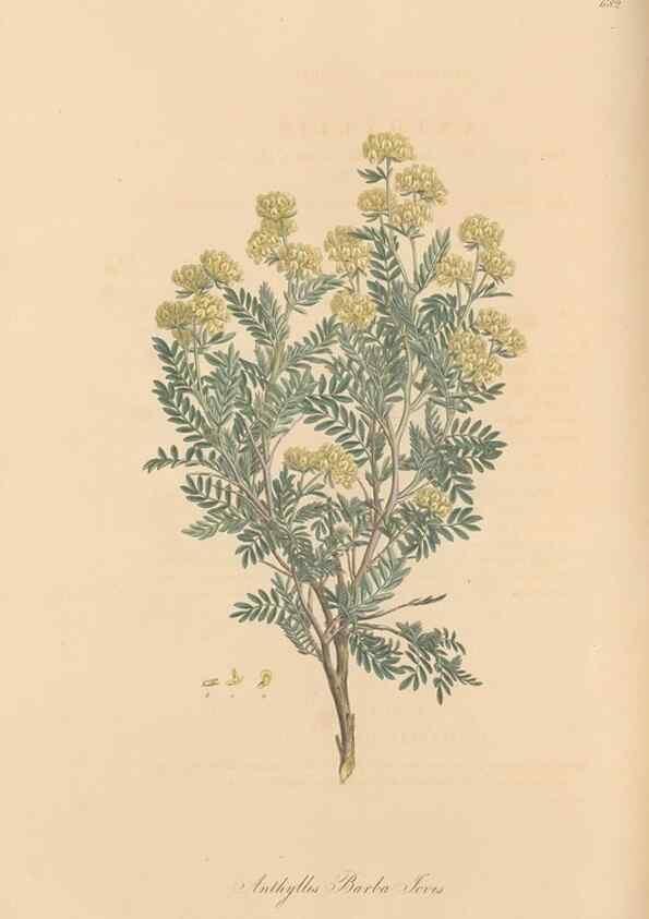Reproducción/Reproduction 49557998247: Flora Graeca, sive, Plantarum rariorum historia, quas in provinciis aut insulis Graeciae /. Londini :Typis Richardi Taylor et socii, in Vico Shoe-Lane :MDCCCVI-MDCCCXL [1806-1840].. 