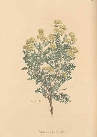 Reproducción/Reproduction 49557998247: Flora Graeca, sive, Plantarum rariorum historia, quas in provinciis aut insulis Graeciae /. Londini :Typis Richardi Taylor et socii, in Vico Shoe-Lane :MDCCCVI-MDCCCXL [1806-1840].. 