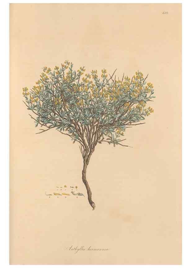 Reproducción/Reproduction 49557266918: Flora Graeca, sive, Plantarum rariorum historia, quas in provinciis aut insulis Graeciae /. Londini :Typis Richardi Taylor et socii, in Vico Shoe-Lane :MDCCCVI-MDCCCXL [1806-1840].. 