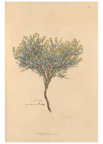 Reproducción/Reproduction 49557266918: Flora Graeca, sive, Plantarum rariorum historia, quas in provinciis aut insulis Graeciae /. Londini :Typis Richardi Taylor et socii, in Vico Shoe-Lane :MDCCCVI-MDCCCXL [1806-1840].. 