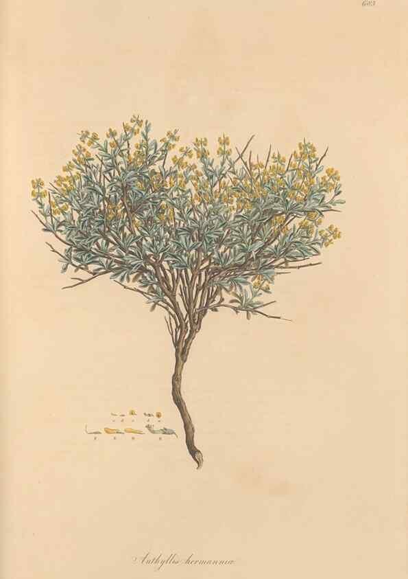 Reproducción/Reproduction 49557266918: Flora Graeca, sive, Plantarum rariorum historia, quas in provinciis aut insulis Graeciae /. Londini :Typis Richardi Taylor et socii, in Vico Shoe-Lane :MDCCCVI-MDCCCXL [1806-1840].. 