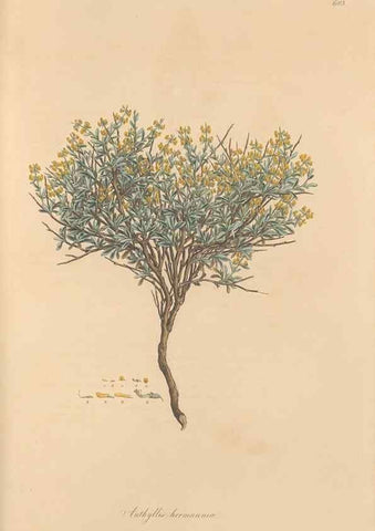 Reproducción/Reproduction 49557266918: Flora Graeca, sive, Plantarum rariorum historia, quas in provinciis aut insulis Graeciae /. Londini :Typis Richardi Taylor et socii, in Vico Shoe-Lane :MDCCCVI-MDCCCXL [1806-1840].. 