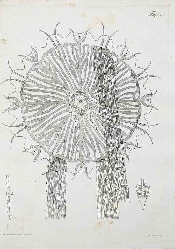 Reproducción/Reproduction 49558808587: System der Acalephen :. Berlin :bei Ferdinand Dümmler,1829.. 