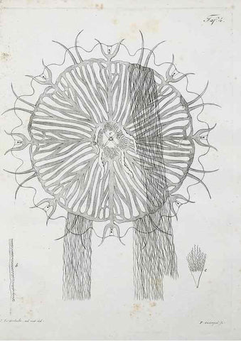 Reproducción/Reproduction 49558808587: System der Acalephen :. Berlin :bei Ferdinand Dümmler,1829.. 