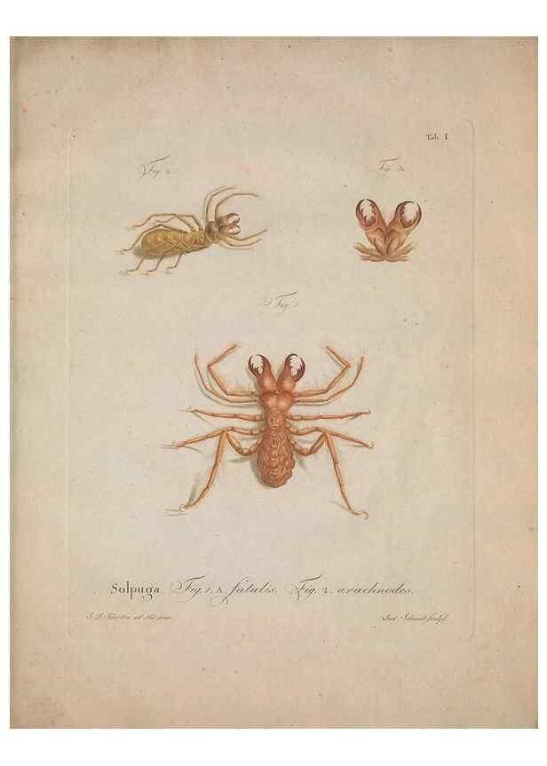 Reproducción/Reproduction 49558115338: Natursystem der ungeflügelten Insekten. Berlin :Bei Gottlieb August Lange,1797-1800.. 