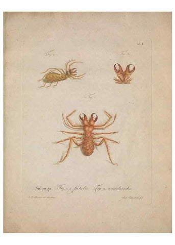 Reproducción/Reproduction 49558115338: Natursystem der ungeflügelten Insekten. Berlin :Bei Gottlieb August Lange,1797-1800.. 