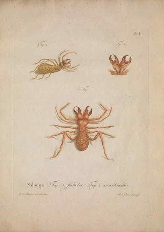 Reproducción/Reproduction 49558115338: Natursystem der ungeflügelten Insekten. Berlin :Bei Gottlieb August Lange,1797-1800.. 