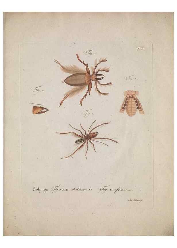 Reproducción/Reproduction 49558848182: Natursystem der ungeflügelten Insekten. Berlin :Bei Gottlieb August Lange,1797-1800.. 