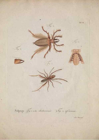 Reproducción/Reproduction 49558848182: Natursystem der ungeflügelten Insekten. Berlin :Bei Gottlieb August Lange,1797-1800.. 