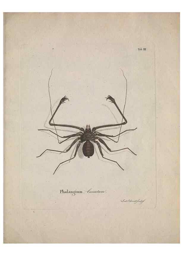 Reproducción/Reproduction 49558848412: Natursystem der ungeflügelten Insekten. Berlin :Bei Gottlieb August Lange,1797-1800.. 