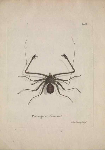 Reproducción/Reproduction 49558848412: Natursystem der ungeflügelten Insekten. Berlin :Bei Gottlieb August Lange,1797-1800.. 