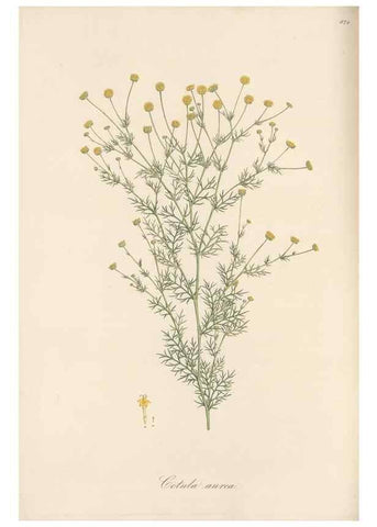 Reproducción/Reproduction 49579409618: Flora Graeca, sive, Plantarum rariorum historia, quas in provinciis aut insulis Graeciae /. Londini :Typis Richardi Taylor et socii, in Vico Shoe-Lane :MDCCCVI-MDCCCXL [1806-1840].. 