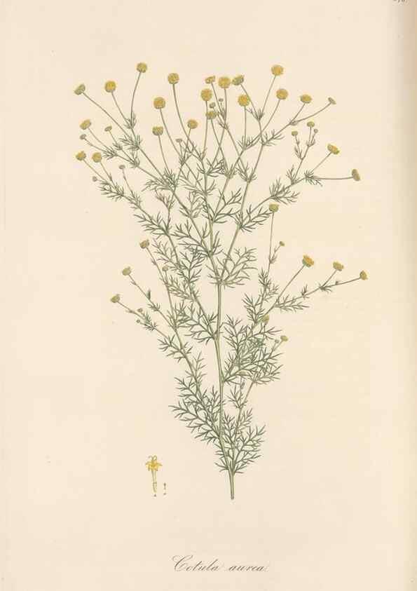 Reproducción/Reproduction 49579409618: Flora Graeca, sive, Plantarum rariorum historia, quas in provinciis aut insulis Graeciae /. Londini :Typis Richardi Taylor et socii, in Vico Shoe-Lane :MDCCCVI-MDCCCXL [1806-1840].. 