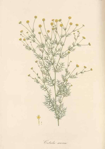 Reproducción/Reproduction 49579409618: Flora Graeca, sive, Plantarum rariorum historia, quas in provinciis aut insulis Graeciae /. Londini :Typis Richardi Taylor et socii, in Vico Shoe-Lane :MDCCCVI-MDCCCXL [1806-1840].. 
