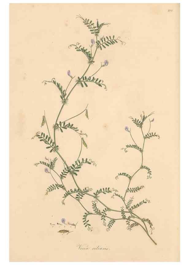 Reproducción/Reproduction 49557272448: Flora Graeca, sive, Plantarum rariorum historia, quas in provinciis aut insulis Graeciae /. Londini :Typis Richardi Taylor et socii, in Vico Shoe-Lane :MDCCCVI-MDCCCXL [1806-1840].. 