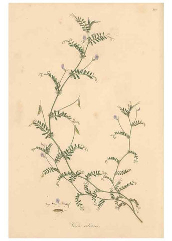 Reproducción/Reproduction 49557272448: Flora Graeca, sive, Plantarum rariorum historia, quas in provinciis aut insulis Graeciae /. Londini :Typis Richardi Taylor et socii, in Vico Shoe-Lane :MDCCCVI-MDCCCXL [1806-1840].. 
