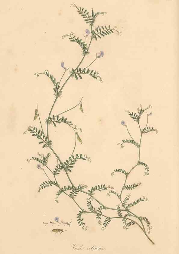Reproducción/Reproduction 49557272448: Flora Graeca, sive, Plantarum rariorum historia, quas in provinciis aut insulis Graeciae /. Londini :Typis Richardi Taylor et socii, in Vico Shoe-Lane :MDCCCVI-MDCCCXL [1806-1840].. 