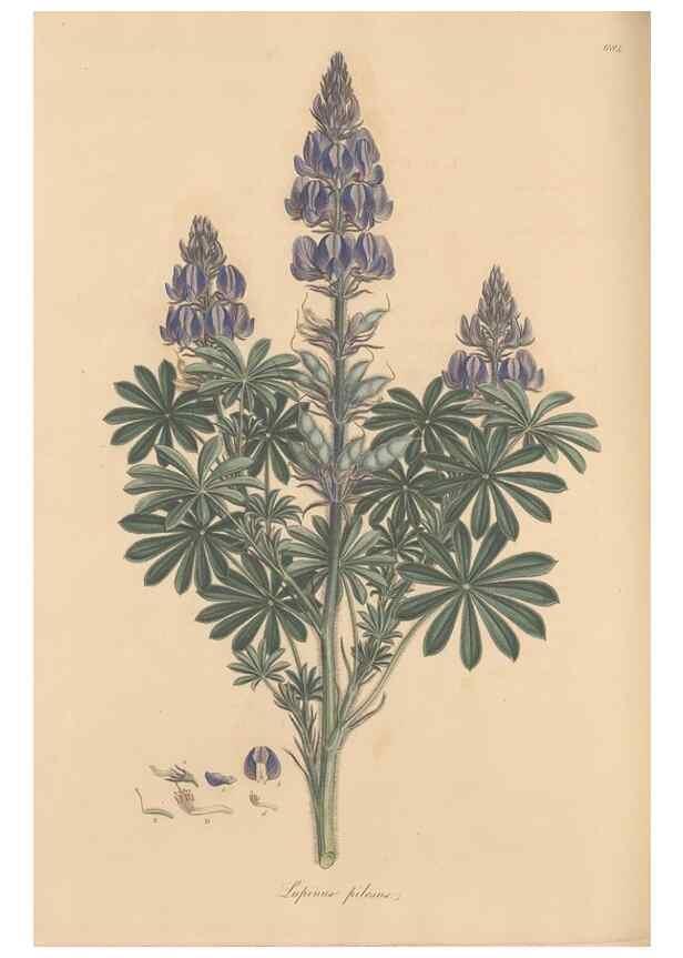 Reproducción/Reproduction 49557998867: Flora Graeca, sive, Plantarum rariorum historia, quas in provinciis aut insulis Graeciae /. Londini :Typis Richardi Taylor et socii, in Vico Shoe-Lane :MDCCCVI-MDCCCXL [1806-1840].. 