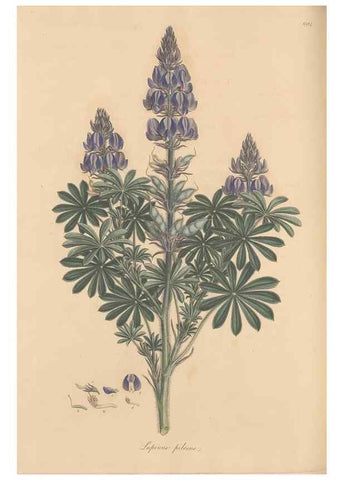 Reproducción/Reproduction 49557998867: Flora Graeca, sive, Plantarum rariorum historia, quas in provinciis aut insulis Graeciae /. Londini :Typis Richardi Taylor et socii, in Vico Shoe-Lane :MDCCCVI-MDCCCXL [1806-1840].. 