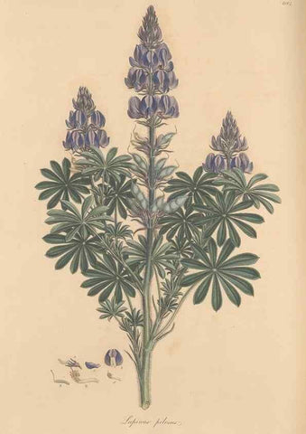 Reproducción/Reproduction 49557998867: Flora Graeca, sive, Plantarum rariorum historia, quas in provinciis aut insulis Graeciae /. Londini :Typis Richardi Taylor et socii, in Vico Shoe-Lane :MDCCCVI-MDCCCXL [1806-1840].. 