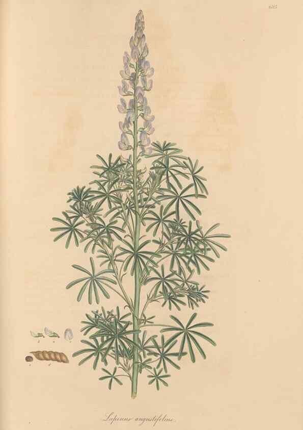 Reproducción/Reproduction 49557267633: Flora Graeca, sive, Plantarum rariorum historia, quas in provinciis aut insulis Graeciae /. Londini :Typis Richardi Taylor et socii, in Vico Shoe-Lane :MDCCCVI-MDCCCXL [1806-1840].. 