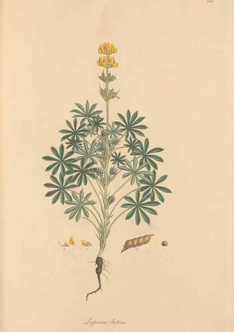 Reproducción/Reproduction 49557267918: Flora Graeca, sive, Plantarum rariorum historia, quas in provinciis aut insulis Graeciae /. Londini :Typis Richardi Taylor et socii, in Vico Shoe-Lane :MDCCCVI-MDCCCXL [1806-1840].. 