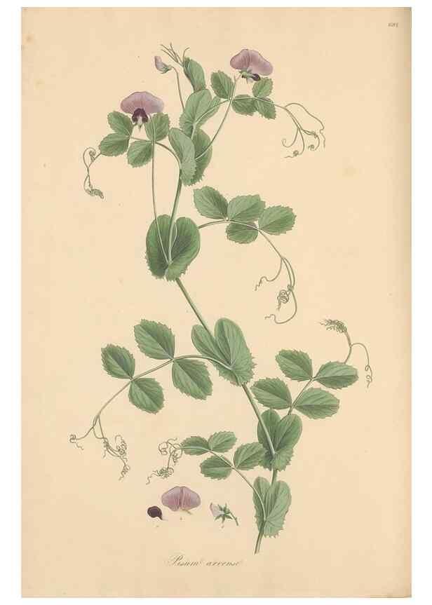 Reproducción/Reproduction 49557999942: Flora Graeca, sive, Plantarum rariorum historia, quas in provinciis aut insulis Graeciae /. Londini :Typis Richardi Taylor et socii, in Vico Shoe-Lane :MDCCCVI-MDCCCXL [1806-1840].. 