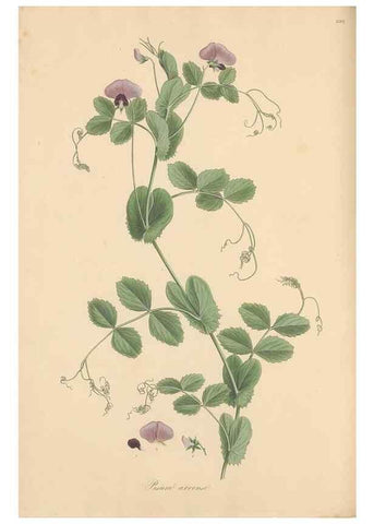 Reproducción/Reproduction 49557999942: Flora Graeca, sive, Plantarum rariorum historia, quas in provinciis aut insulis Graeciae /. Londini :Typis Richardi Taylor et socii, in Vico Shoe-Lane :MDCCCVI-MDCCCXL [1806-1840].. 