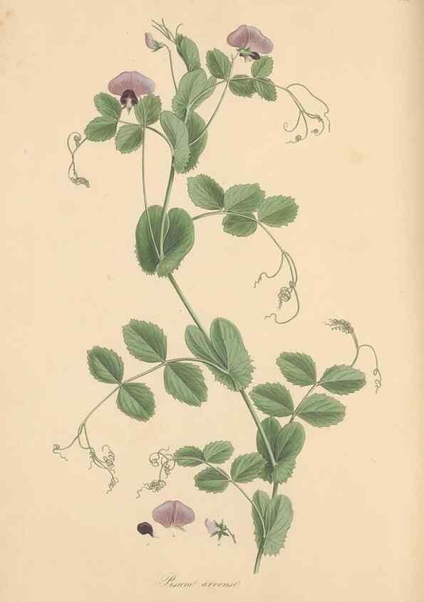 Reproducción/Reproduction 49557999942: Flora Graeca, sive, Plantarum rariorum historia, quas in provinciis aut insulis Graeciae /. Londini :Typis Richardi Taylor et socii, in Vico Shoe-Lane :MDCCCVI-MDCCCXL [1806-1840].. 
