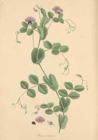 Reproducción/Reproduction 49557999942: Flora Graeca, sive, Plantarum rariorum historia, quas in provinciis aut insulis Graeciae /. Londini :Typis Richardi Taylor et socii, in Vico Shoe-Lane :MDCCCVI-MDCCCXL [1806-1840].. 