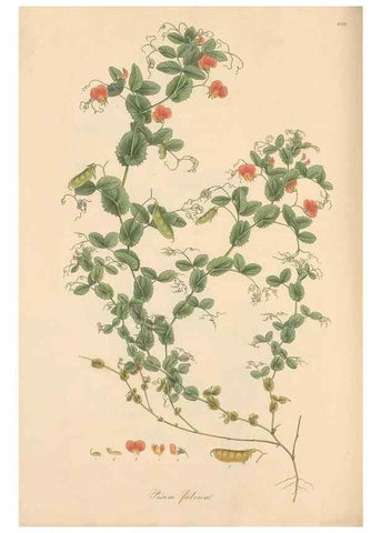 Reproducción/Reproduction 49557765016: Flora Graeca, sive, Plantarum rariorum historia, quas in provinciis aut insulis Graeciae /. Londini :Typis Richardi Taylor et socii, in Vico Shoe-Lane :MDCCCVI-MDCCCXL [1806-1840].. 